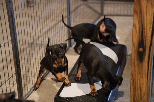 Sanne x Dominik 2026_7 weken003