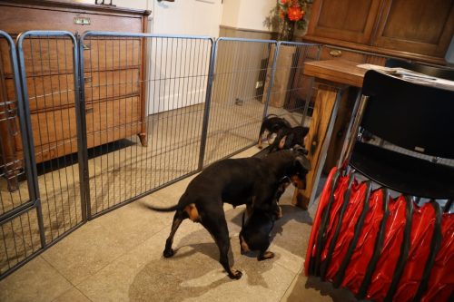 Sanne x Dominik 2026_7 weken004