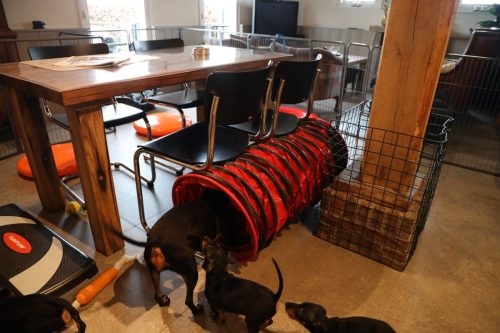 Sanne x Dominik 2026_7 weken006