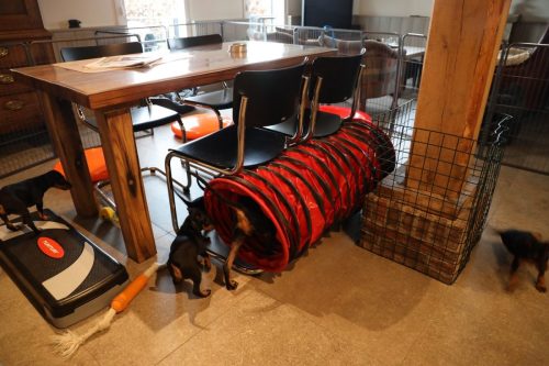 Sanne x Dominik 2026_7 weken007