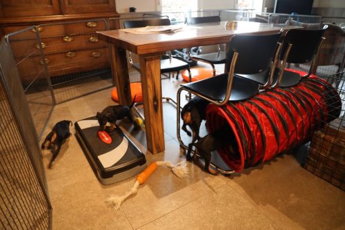 Sanne x Dominik 2026_7 weken010