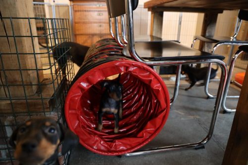 Sanne x Dominik 2026_7 weken012