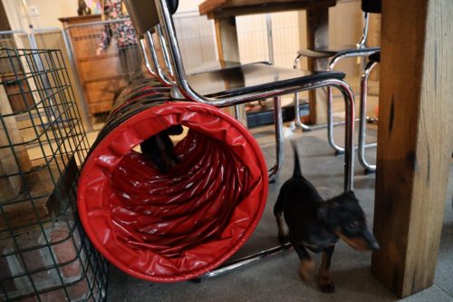 Sanne x Dominik 2026_7 weken013