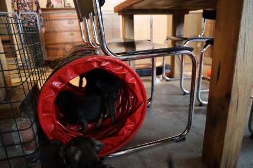 Sanne x Dominik 2026_7 weken014