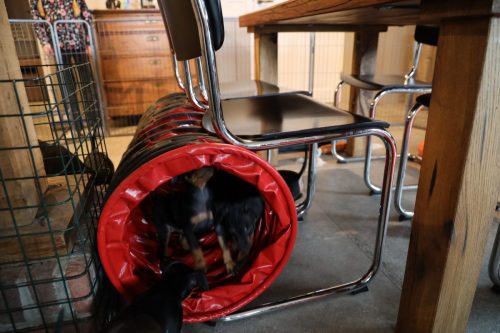 Sanne x Dominik 2026_7 weken016