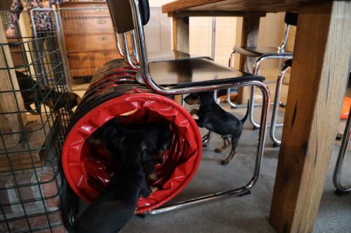 Sanne x Dominik 2026_7 weken017