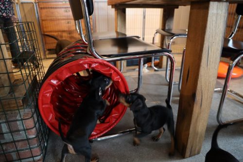 Sanne x Dominik 2026_7 weken018