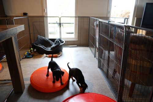 Sanne x Dominik 2026_7 weken020