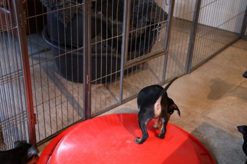 Sanne x Dominik 2026_7 weken025