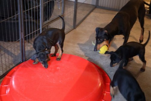 Sanne x Dominik 2026_7 weken026