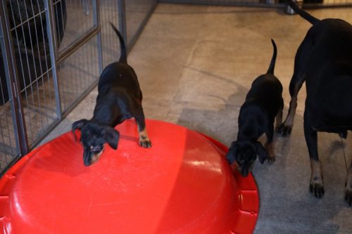 Sanne x Dominik 2026_7 weken027