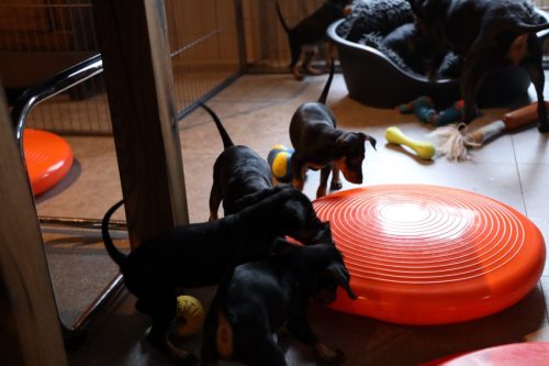 Sanne x Dominik 2026_7 weken030