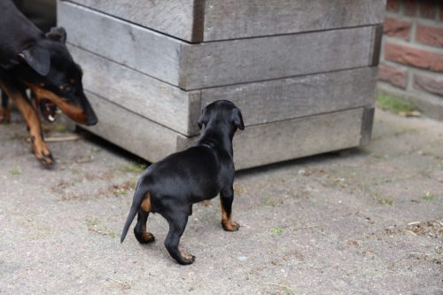 Zenna x Viper 2025_4,5 week037