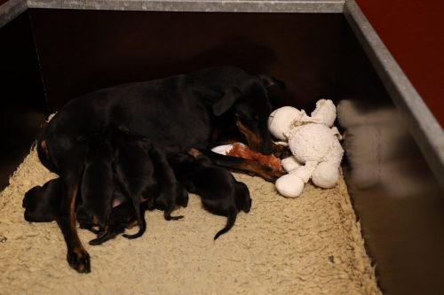 Loki x Nox 2026_2 weken