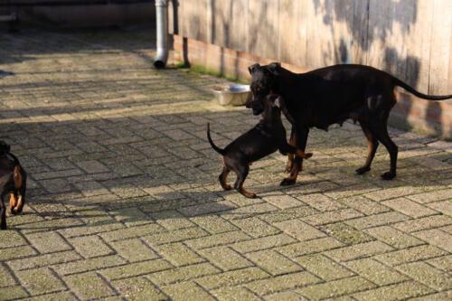 Pip-x-Brad-2021 6-weken-deel-2009