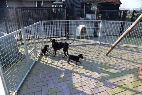 Sanne-x-Dominik-2026 75-week012