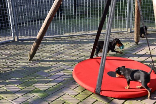 Sanne-x-Dominik-2026 75-week025