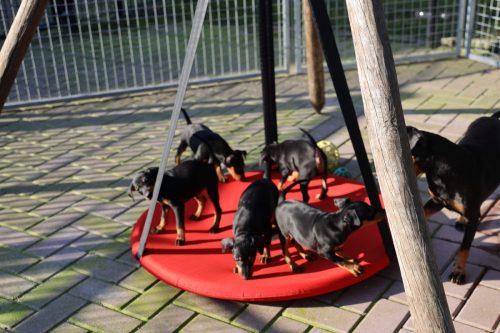 Sanne-x-Dominik-2026 75-week029